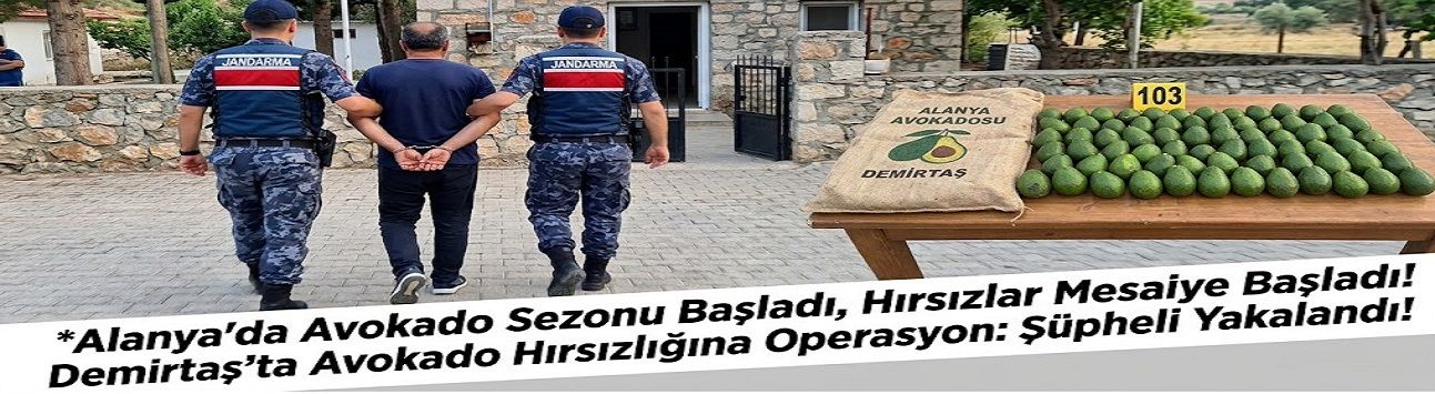 Alanya’da avokado sezonu açıldı, hırsızlar da mesaiye başladı!