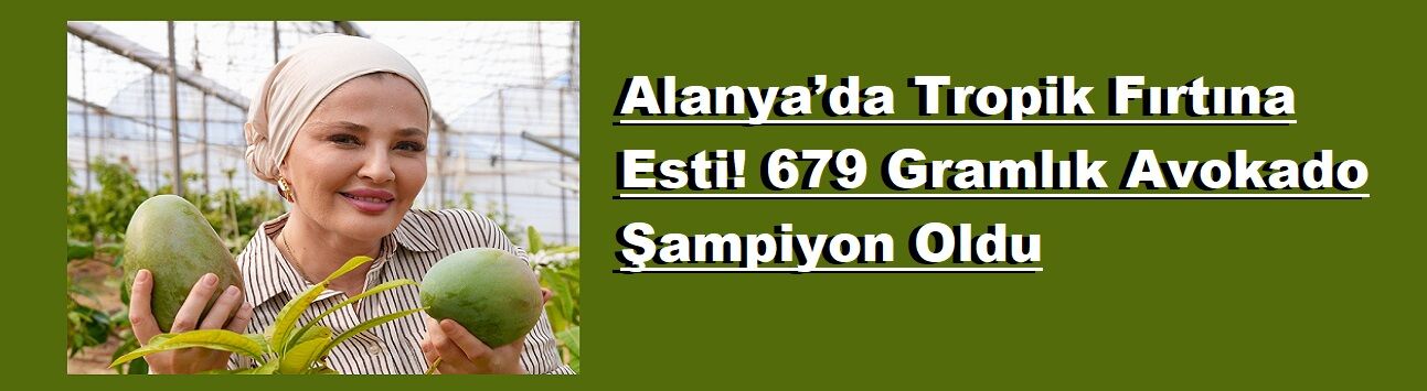 Alanya’da Tropik Fırtına Esti! 679 Gramlık Avokado Şampiyon Oldu