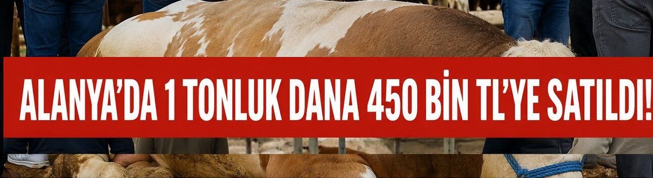 Kurbanlıkta Rekor Alanya’da! “Paşa Dana”ya Servet Ödendi