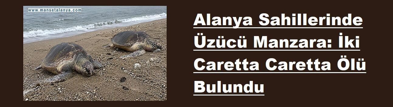 Alanya Sahillerinde Üzücü Manzara: İki Caretta Caretta Ölü Bulundu